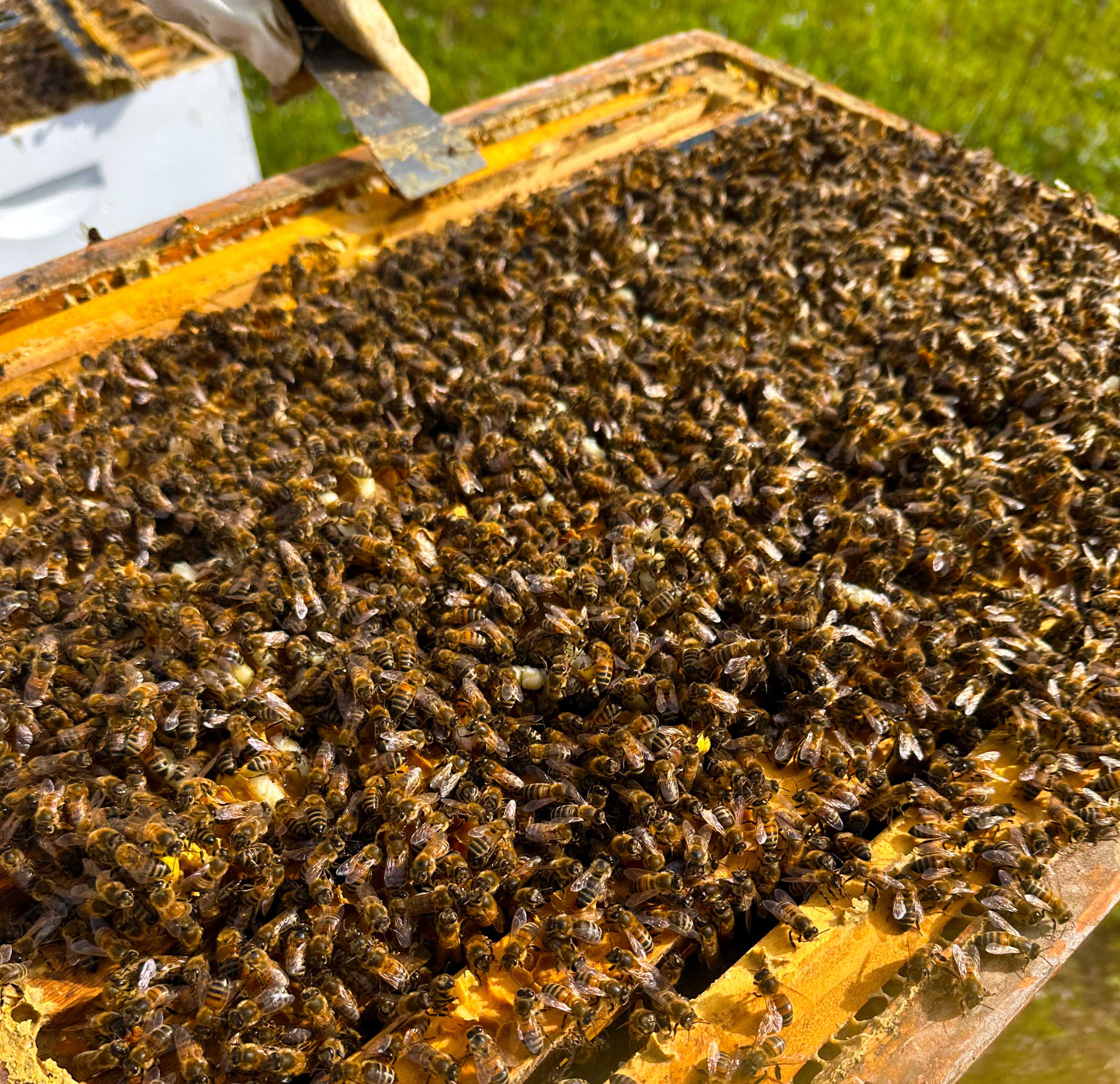 Hives at Big Blue Barn Farm